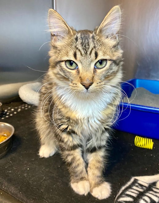 A cat named Mulan. This week, Delaware Humane Association began receiving cats and dogs from Texas, Georgia and Virginia, where winter storms have displaced hundreds of animals.