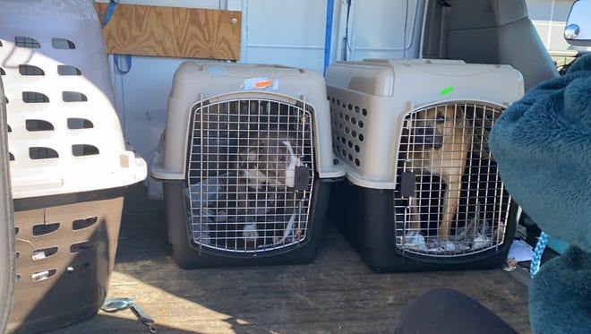 This week, Delaware Humane Association began receiving cats and dogs from Texas, Georgia and Virginia, where winter storms have displaced hundreds of animals.