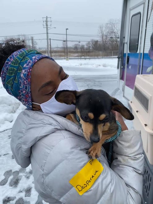 This week, Delaware Humane Association began receiving cats and dogs from Texas, Georgia and Virginia, where winter storms have displaced hundreds of animals.